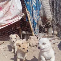 سگ پاکوتاه بفروش میرسد