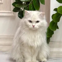 گربه نژاد پرشین‌