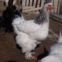 مرغ وخروس برهما