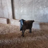 قوچ و بره قوچ رومانف ۱۰۰ درصد|حیوانات مزرعه|مهدی شهر, |دیوار