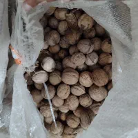 گردو درجه دو