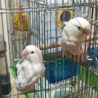 دو جفت طوطی برزیلی|پرنده|کرمانشاه, |دیوار