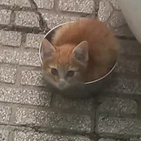 واگذاری رایگان بچه گربه
