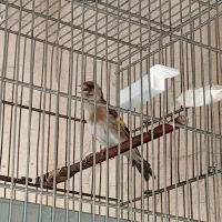 جوجه سهره نر کشیده