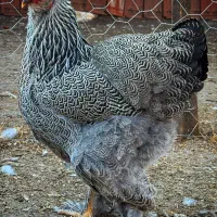 فروش نیمچه برهما دارک|حیوانات مزرعه|قائمشهر, |دیوار