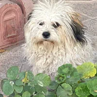 واگذاری شیتزو|سگ|سراب, |دیوار