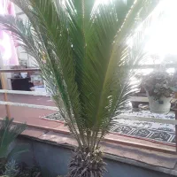 فروش سیکاس چندساله با تخفیف