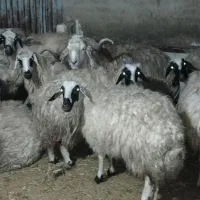 گوسفند جوان شکم خالی(کسرقیون)