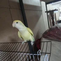 طوطی کوتوله دستی صداش بزنی میاد