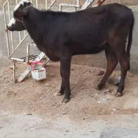 گاو قرمزگوساله ماده دورگه|حیوانات مزرعه|بروجرد, |دیوار
