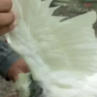 شادگان|پرنده|شادگان, |دیوار