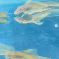 پوزه بوته ای سوپر باله|ماهی|اسلام‌شهر, زرافشان|دیوار