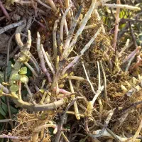 ریشه نعنا فلفلی|گل و گیاه طبیعی|صالح آباد (ایلام), |دیوار