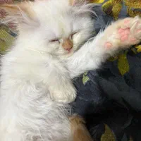 غیر رایگان است(بچه گربه)