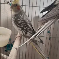 عروس هلندی نر مست