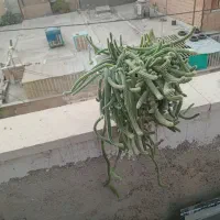 کاکتوس ماری|گل و گیاه طبیعی|تهران, بهارستان|دیوار