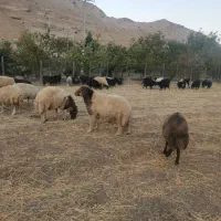 فروش قوچ جوان