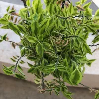 گل زیگزاکی(پدیلانتوس)خانگی