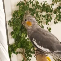 عروس هلندی نر|پرنده|تهران, جوادیه تهرانپارس|دیوار