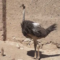 شترمرغ یک عددفروشی