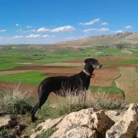 تازی سالوکی