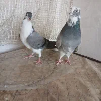 یه مفلق دمگیر سینه دم پاک  یه پری با یه تیر سفید|پرنده|اصفهان, منتظرالمهدی|دیوار