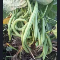 لوبیاسبز ارگانیک|خوردنی و آشامیدنی|بابل, |دیوار