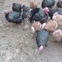 بوقلمون|حیوانات مزرعه|مهربان, |دیوار