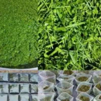 سبزی  با کیفیت رامهرمز