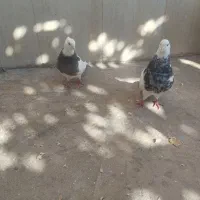 کبوتر طوقی الماسی زرین سیاه