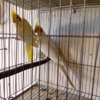 عروس هلندی|پرنده|رشت, بوسار|دیوار