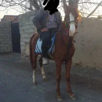 اسب یورقه سرقدم