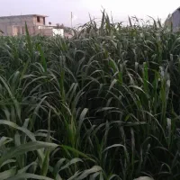 علف حیوانات  علوفه