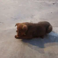 فروش توله 3 ماهه روت وایلر