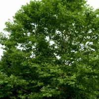 درختان ۷تا ۱۵ متر ارتفاع تبدیل زمین به باغ بزرگ