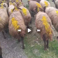 تعداد۷۰راس میش شیردار وبی شیره