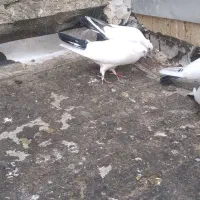 کبوتر پرشی|پرنده|اسلام‌شهر, شهرک امام حسین (میان آباد)|دیوار