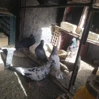 کفتر پرش بازی به شرط همه کفتر دارم به جز طوقی|پرنده|کهنوج, |دیوار