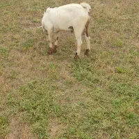 بز نر دو ساله