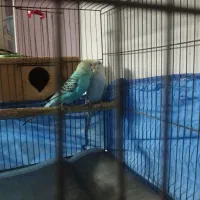 مرغ عشق مولد|پرنده|رشت, باهنر|دیوار