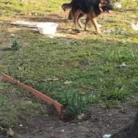 ژرمن شیپر|سگ|خرمآباد (تنکابن), |دیوار