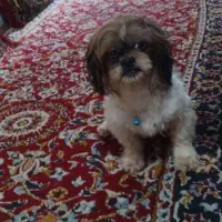 سگ پاکوتاه شیتزو نر ۱ ساله
