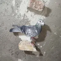 دوبر