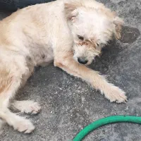 سگ پشمالو ماده شیتزو 1میلون|سگ|بندرعباس, |دیوار