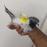 ماده گرفتنی امروز