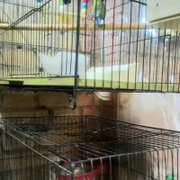 فنچ گلدین بنگالی قناری سهره عروس معاوضه