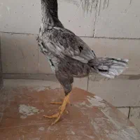 مرغ لاری|حیوانات مزرعه|مشهد, رضاشهر|دیوار