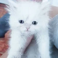 گربه برتیش نر، فرصت نگهداری آسان|گربه|کرج, فاز ۱ مهرشهر|دیوار