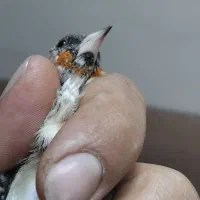 مرغ عشق دستی و سهره|پرنده|اصفهان, شاهد|دیوار