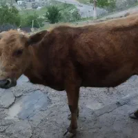 گاوگوساله محلی